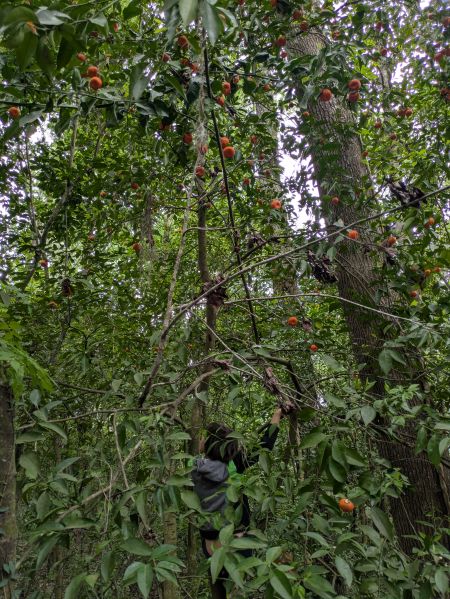 File:Orange-trees-at-ems.jpg
